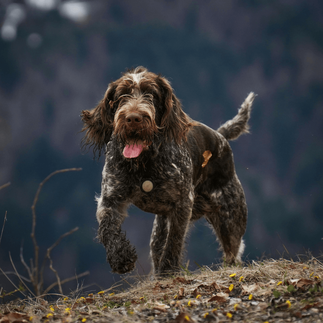 Care Plans for Cats and Dogs  Raleigh, NC 
